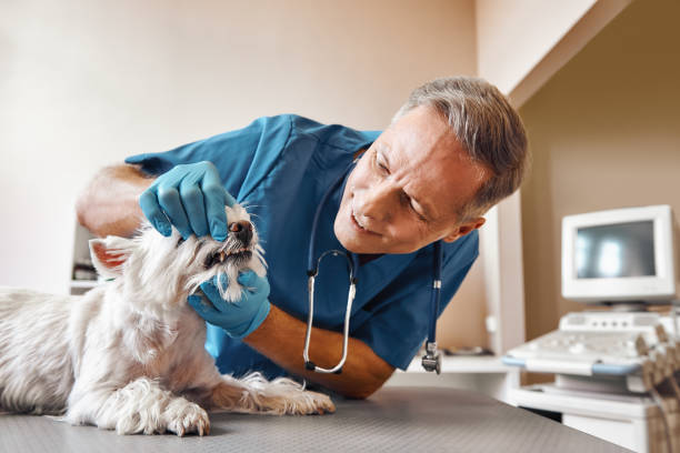 Best Broken or Chipped Tooth Repair in Nassau Bay, TX